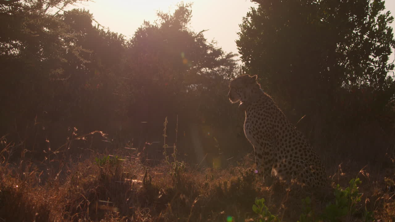 Wide shot of a cheetah surveying the plains and walking off