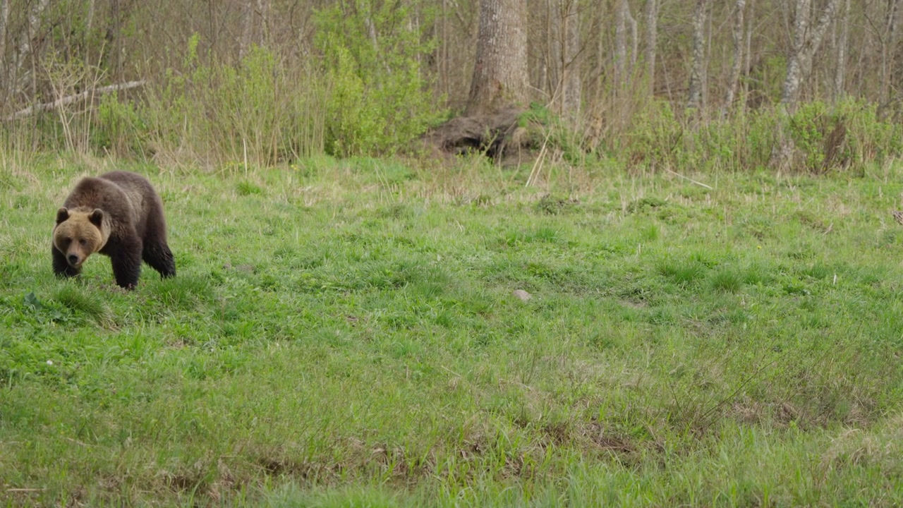 Orso bruno eurasiatico cammina verso sinistra al rallentatore attraverso una radura erbosa, poi esce dall'inquadratura. Sfondo di bosco forestale con ampio spazio per testo e concetti sulla fauna selvatica.