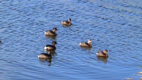 Pied-billed-grebe-small-group-together-swimming-in-blue-water