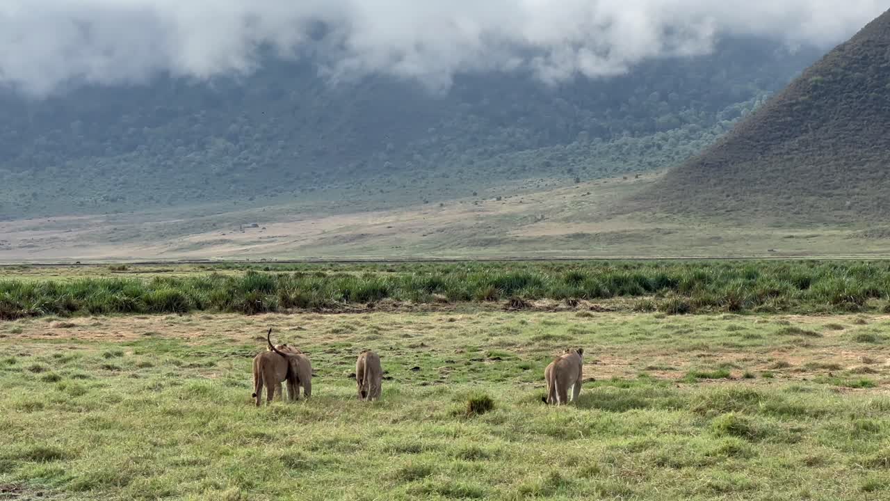 Maasai Lion (Panthera leo massaicus) pride heading out to hunt in Ngorongoro crater, Tanzania.