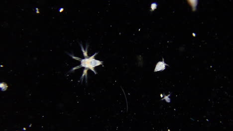 pequeños animales bajo la lente del microscopio, invisibles a simple vista -cerrar