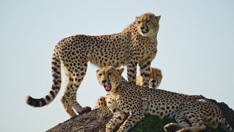 Slow-Motion-of-Cheetah-Yawning-in-Africa,-African-Wildlife-Animals-in-Maasai-Mara,-Kenya,-Tired-Sleepy-Mother-and-Cubs-on-Top-of-a-Termite-Mound-Lookout-on-Safari-in-Masai-Mara,-Beautiful-Animal