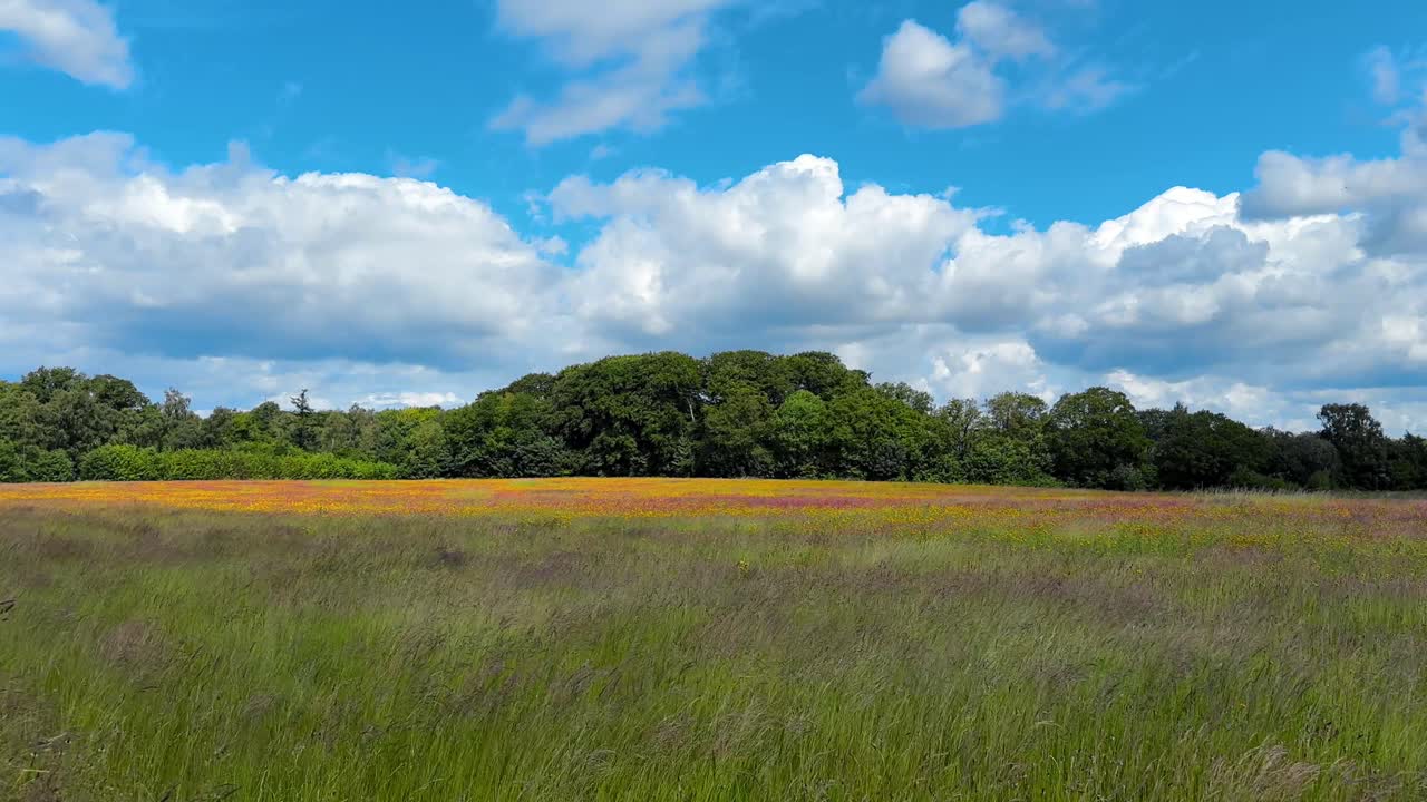 open green field on summer day