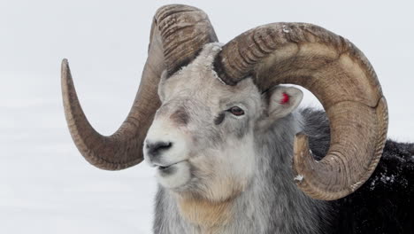 la cabeza de la oveja de dall de cerca, whitehorse, yukon, canadá