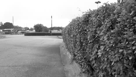 a lightly overgrown bush shown in black and white