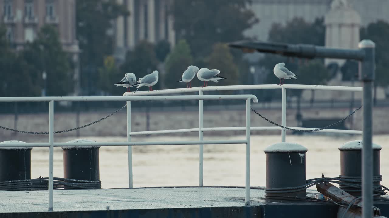 Seagulls perched on a railing of a riverside dock with blurred city buildings in the background, Budapest, Hungary