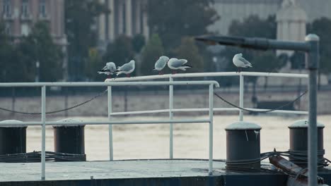 seagulls perched on a railing of a riverside dock with blurred city buildings in the background, budapest, hungary