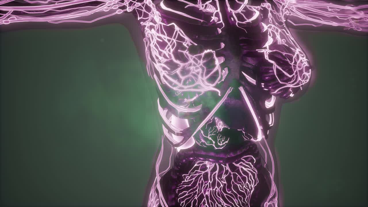 cuerpo humano con vasos sanguíneos brillantes