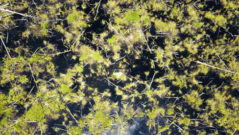 An-upward-drifting-aerial-in-a-slow-circle-over-the-Great-Dismal-Swamp-National-Wildlife-Refuge-in-Virginia