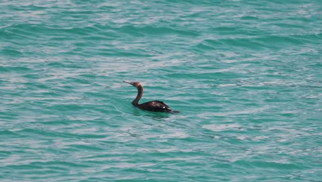 Un-Gran-Cormorán-Nada-En-La-Superficie-Del-Mar-En-Busca-De-Comida.