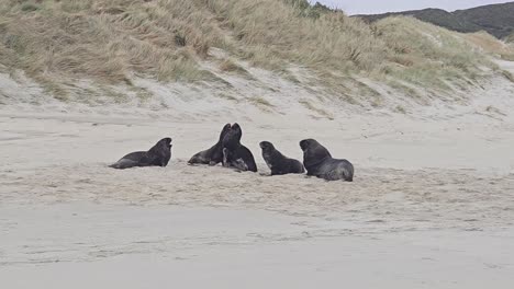 Group-of-young-sea-lions-playing-at-Sandfly-bay