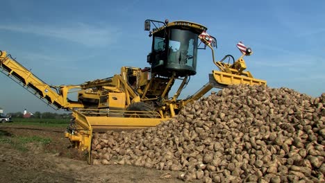 Loading-of-pile-of-sugar-beets-after-harvest-near-Straubing-in-Bavaria,-Germany