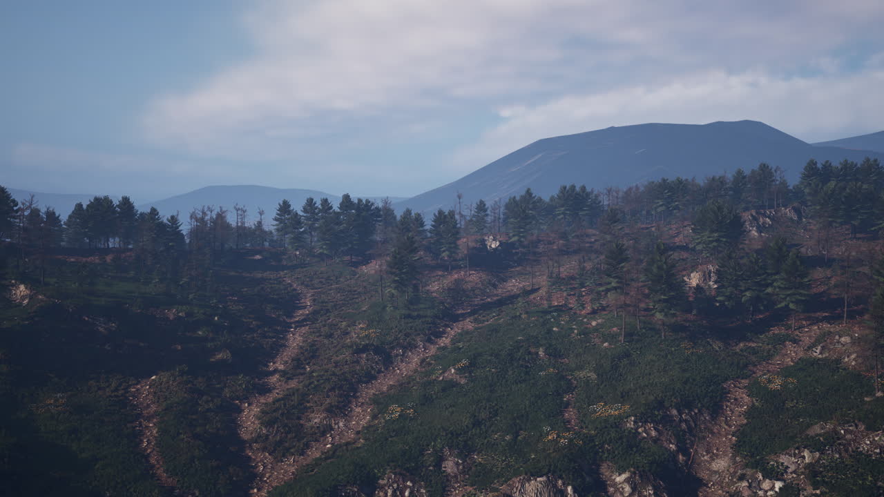 bosque de pinos verdes en la ladera de la montaña