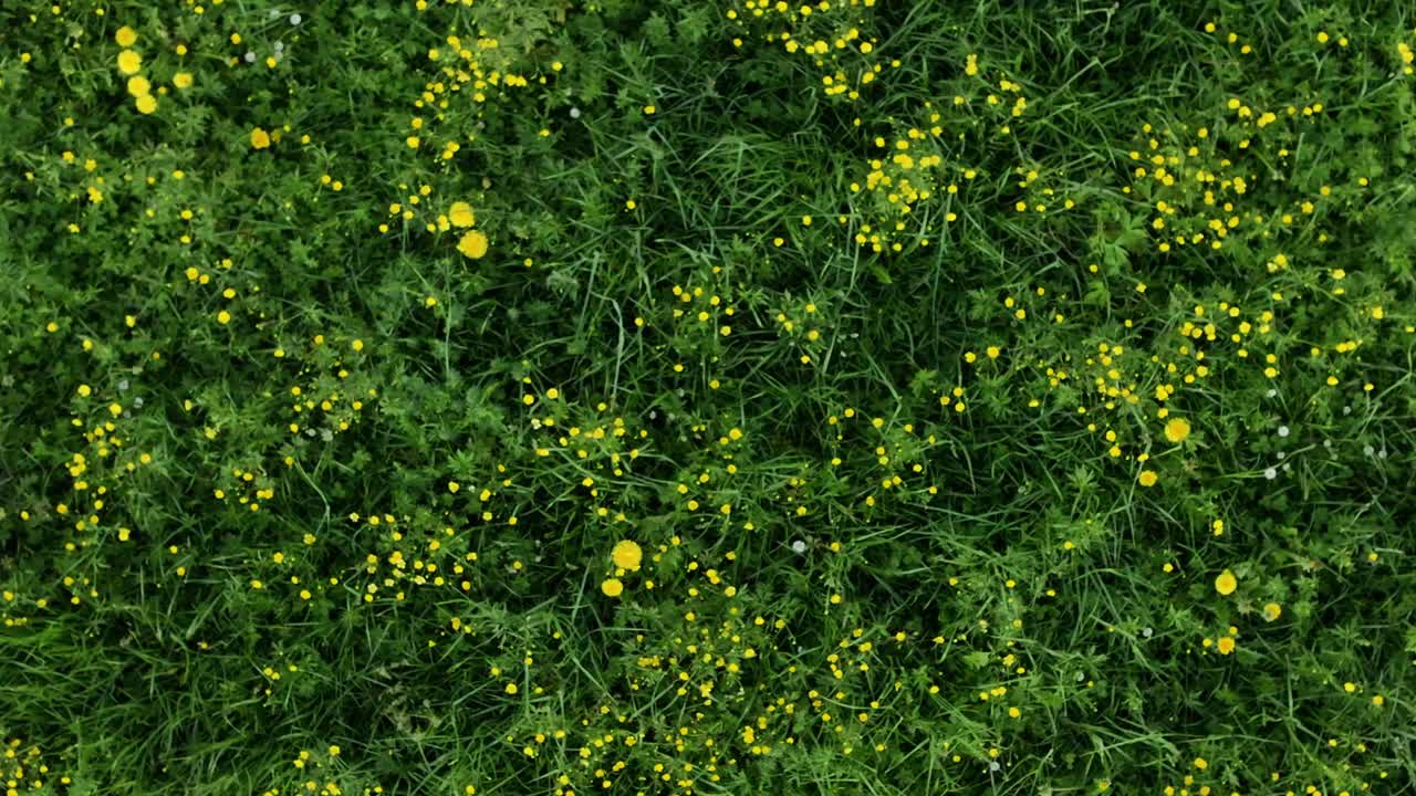 vista en círculo de un avión no tripulado de un prado verde con flores amarillas