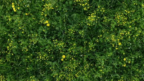 circling drone view of green meadow with yellow flowers