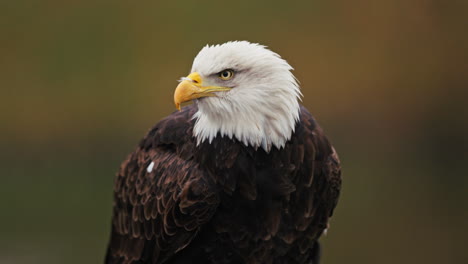 bald eagle portrait