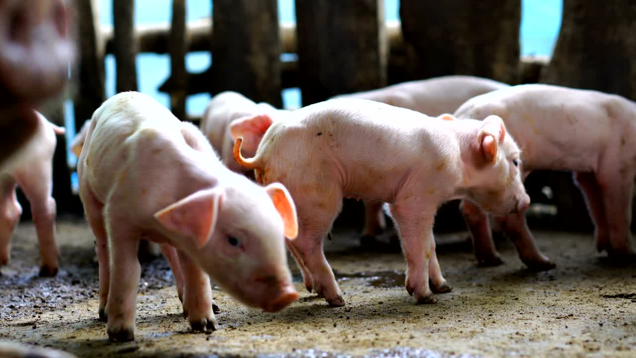 새끼 돼지, 농장 동물