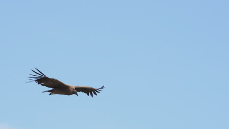 andean condor captured in a stunning flight footage against a blue sky