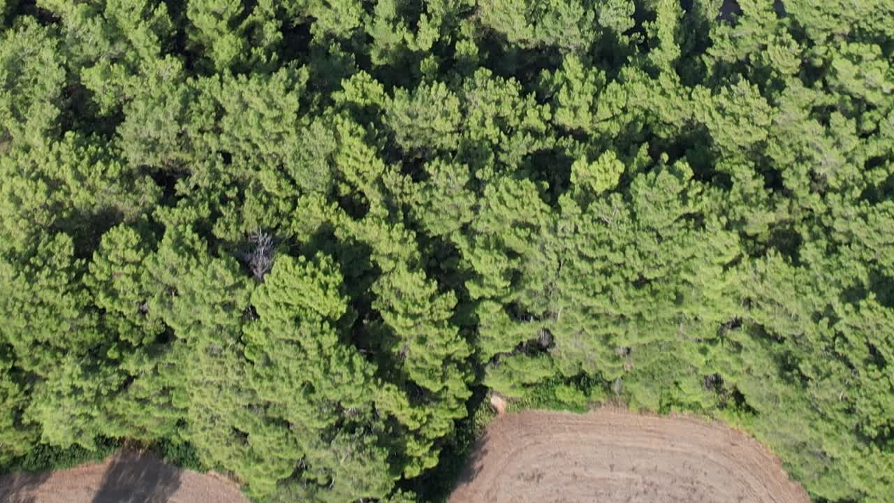 Olive trees casting long shadows in the Greek countryside during summer