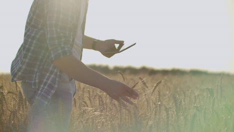 a young farmer with a tablet in a hat in a field of rye touches the grain and looks at the sprouts and presses his fingers on the computer screen