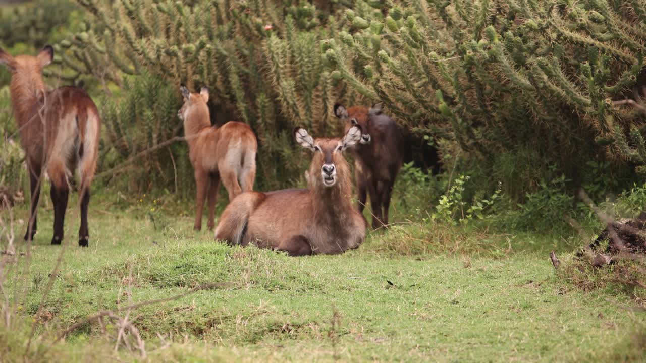 Waterbucks gather near tall bushes on Crescent Island Safari in Kenya, calm and serene setting