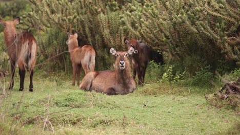 waterbucks gather near tall bushes on crescent island safari in kenya, calm and serene setting