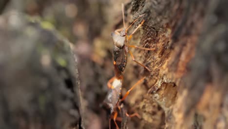 Die-Waldwanze-Oder-Rotbeinige-Schildwanze-(Pentatoma-Rufipes)-Ist-Eine-Art-Der-Schildwanze-Aus-Der-Familie-Der-Pentatomidae,-Die-In-Den-Meisten-Teilen-Europas-Häufig-Vorkommt.-Es-Bewohnt-Wälder,-Wälder,-Obstgärten-Und-Gärten