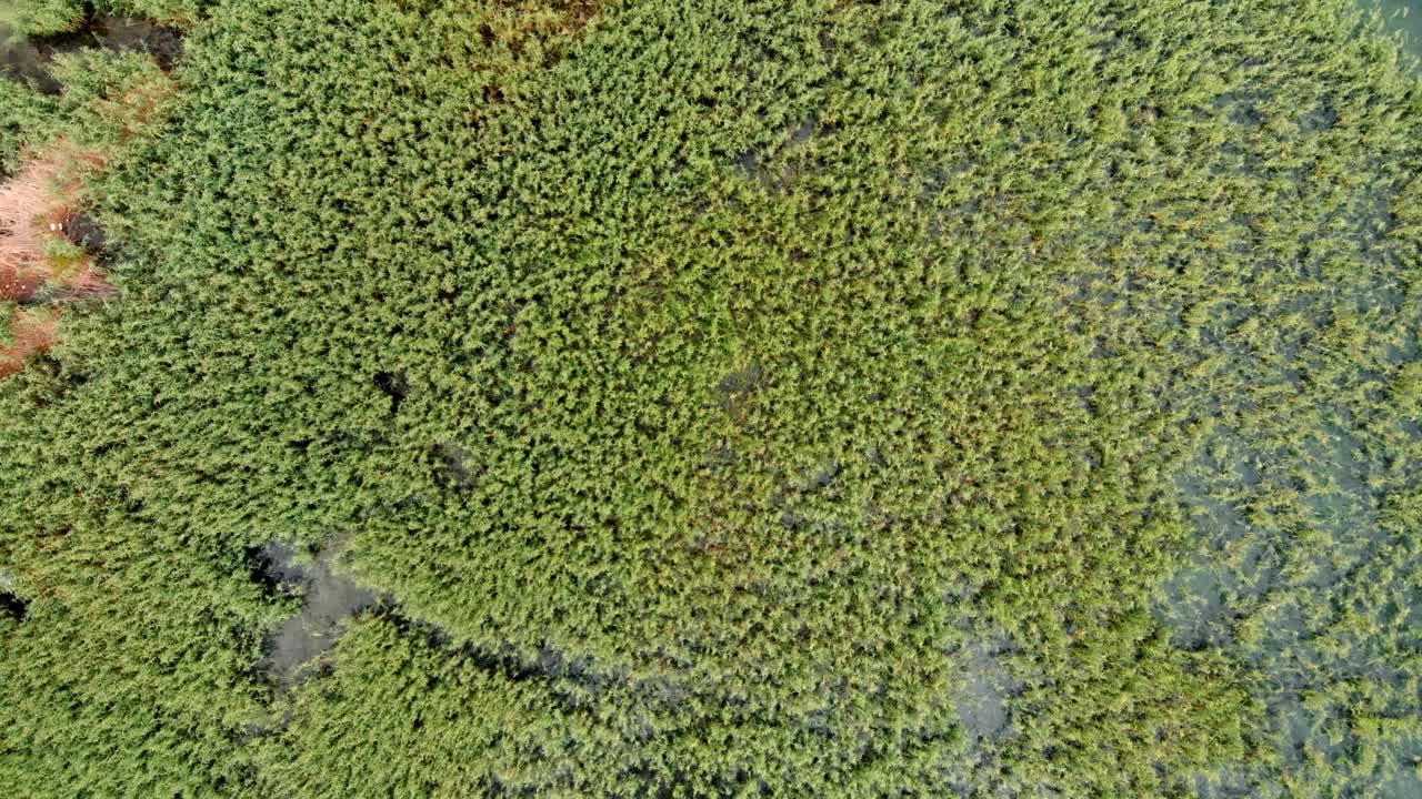 toma aérea de una isla salvaje hecha de junco y caña en struga en el lago ohrid en macedonia