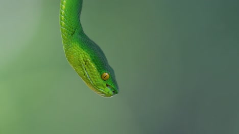 La-Víbora-De-Labios-Blancos-Es-Una-Víbora-Venenosa-Endémica-Del-Sudeste-Asiático-Y-A-Menudo-Se-Encuentra-Durante-La-Noche-Esperando-En-Una-Rama-O-Rama-De-Un-árbol-Cerca-De-Un-Cuerpo-De-Agua-Con-Muchos-Alimentos