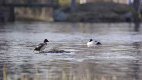 Gemeine-Goldeneye-Enten-In-Einem-Fluss,-Eine-Auf-Einem-Felsen,-Schweden,-Statische-Totale