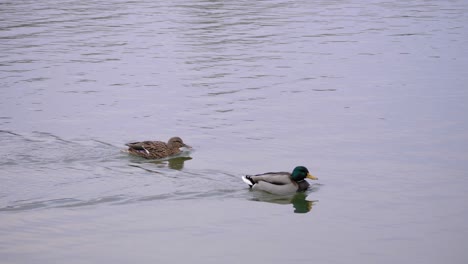 dos patos, macho y hembra nadando en un lago