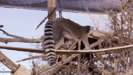 lemur climbing around on suspension rope in zoo enclouser - wide shot