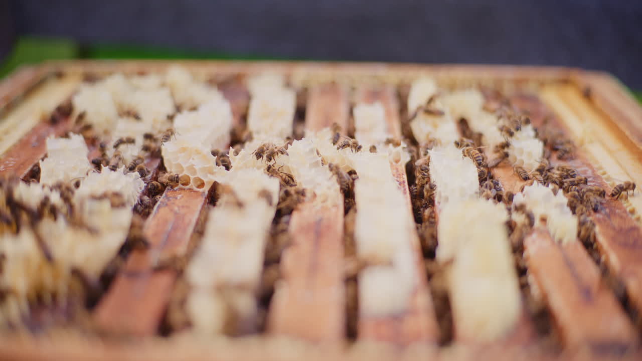 Bees produce honey and work diligently in the hive.