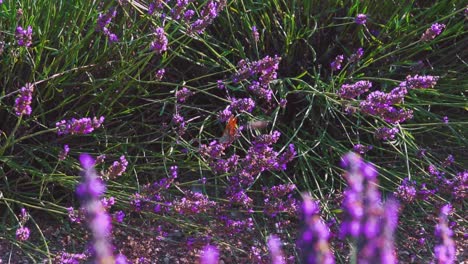 escena en cámara lenta un hermoso campo de lavanda en la famosa provenza en côte d'azur en francia