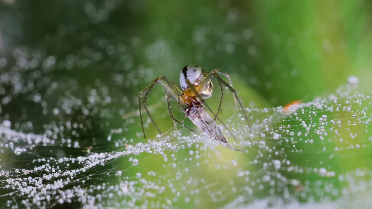 Nærbilde av edderkopp (Linyphia hortensis) på nett som spiser byttet sitt