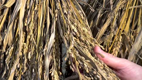 close-up of hands interacting with dry rice bundles, showcasing texture and detail in natural light.