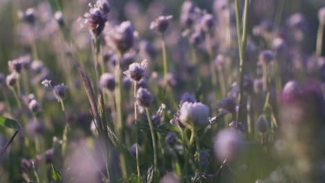 Cerca-De-Flores-De-Lavanda-En-Crecimiento-En-Un-Campo-En-La-Montaña-Parnitha,-Grecia-Durante-La-Primavera