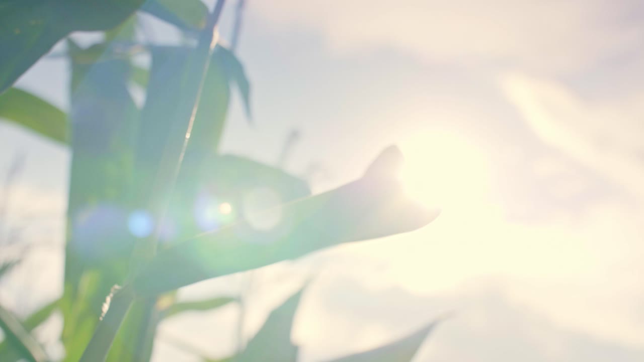 ⁇  에 있는 옥수수 줄기 의 가까운 모습