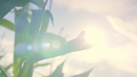 un primer plano de un tallo de maíz al sol