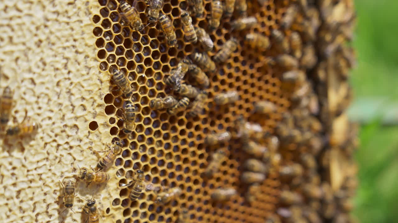 Bee swarm on top of the honey frame. Full honey comb with half of the cells sealed. Honeycomb with bees background. Close up.