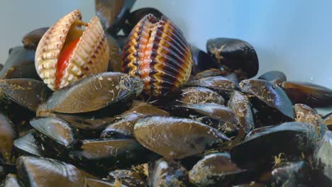 cleaning and preparing delicious fresh from the sea mussels