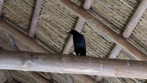 slow motion close up shot of a black boat tailed grackle bird perched on a wooden log looking around inside of a small wood structure in the florida everglades near miami