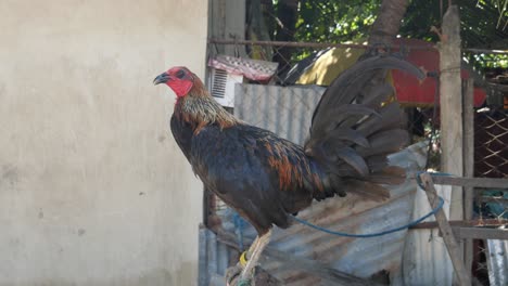 Gallo-Grande-Y-Hermoso-Sentado-En-Un-Poste-Mirando-Alrededor-En-Un-Barrio-Rural-En-Filipinas