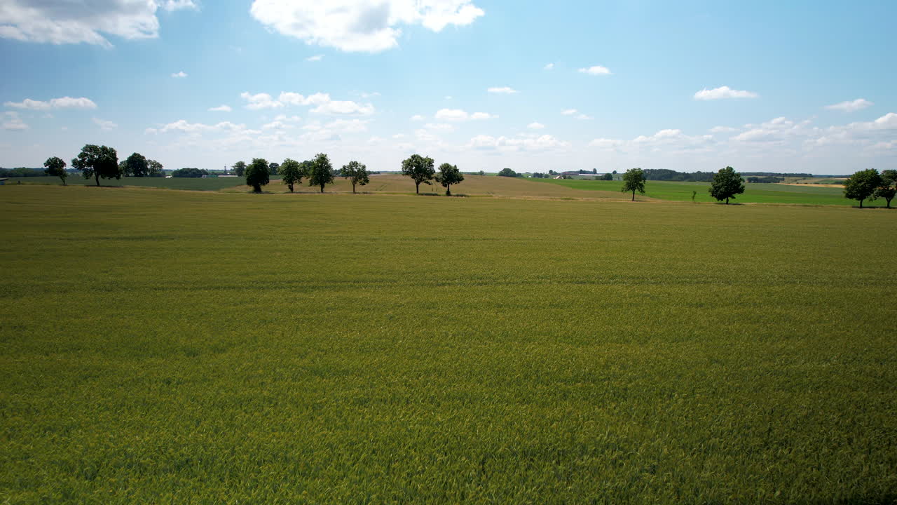vista aérea de un campo de trigo verde en el campo