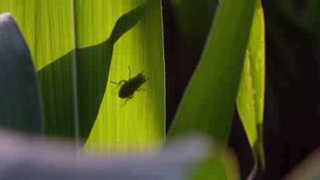 Sombra-De-Insecto-En-Hoja-Verde-De-Cultivo-De-Maíz