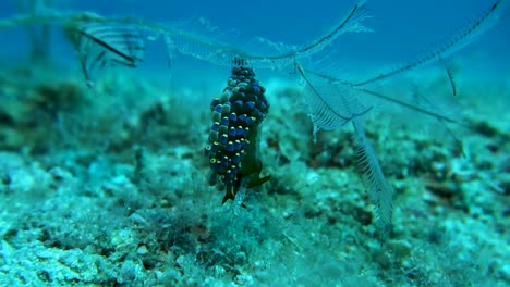 trinchesia yamasui nudibranch holds sea feather in strong reef current