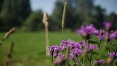 Flores-De-Cerca-En-Un-Campo-En-Cámara-Lenta