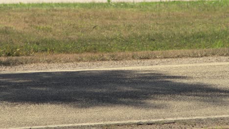 Baby-Chick-Masked-Lapwing-Plover-Trying-To-Cross-The-Road-Street-Then-Car-Goes-Past