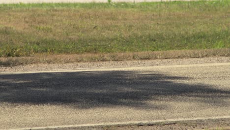 bebé pollo enmascarado lapwing plover tratando de cruzar la calle de la carretera entonces el coche pasa