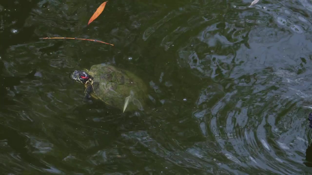 Eine Schildkröte mit roten Zeichnungen schwimmt in einem Teich neben einer Ente